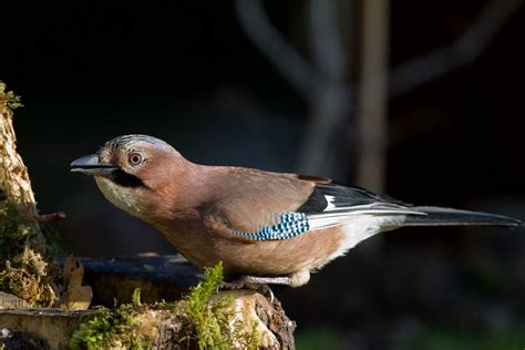 Irelands Birds Birdwatch Ireland