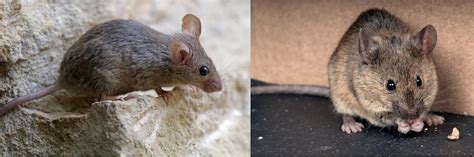 Types Of Rodents In Texas W Pics Bird Watching Hq