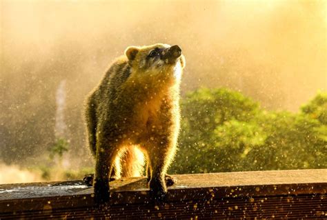 Fotos Exposi O Revela Belezas Do Parque Nacional Do Igua U