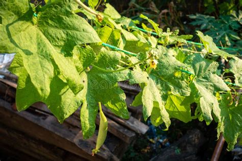 Ridge Gourd (Torai) Vine. a Popular Vegetable Used in Indian Cooking ...