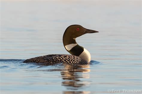 Photographing Wood Ducks in the Wild