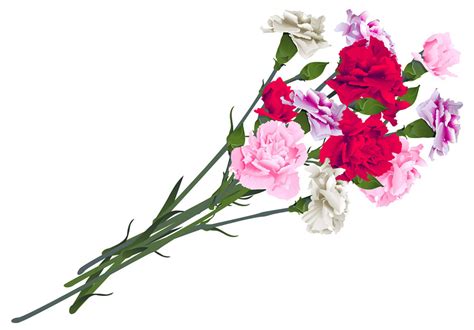 Top Carnation Wallpaper Full Hd K Free To Use