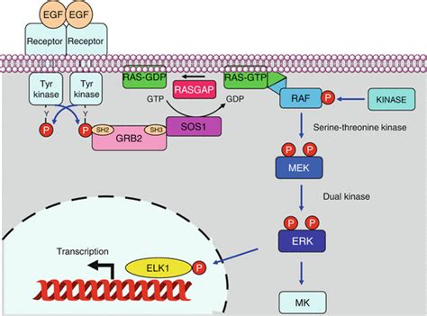 MAP Kinase Pathway Oncohema Key