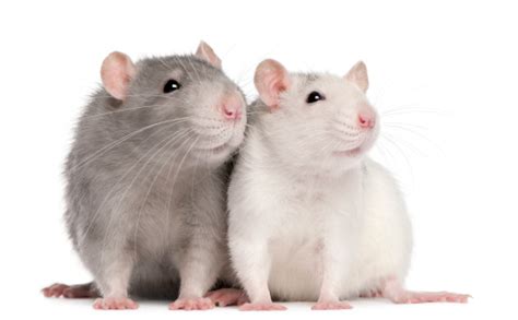 Front View Of Two Rats Stock Photo Download Image Now Istock