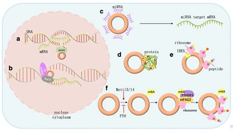 学会这些轻松搞定circRNA研究 技术前沿 生物在线 Lab on Web