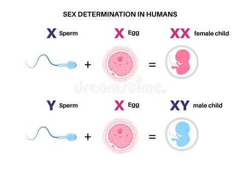 Sex Determination In Humans Stock Vector Illustration Of Embryo Determination