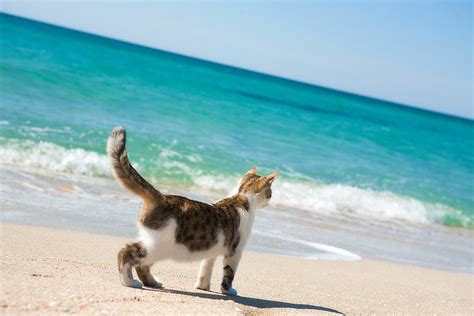 Cats On the Ocean City Beach? It's a Thing, Apparently