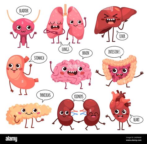 Cartoon Niedliche Organe Zeichen Glücklich Gesunde Menschliche Organe