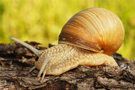 Garden snail stock image. Image of nature, shell, fauna - 2449535