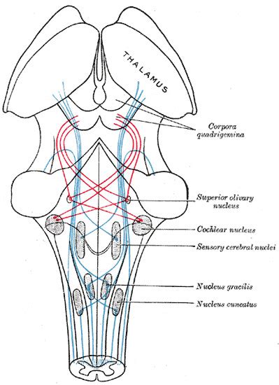 Medial Lemniscus