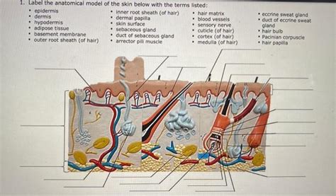 Solved 1 Label The Anatomical Model Of The Skin Below With