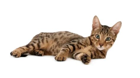 SAVANNAH CAT PERSONALITY AND BREED (ALL YOU NEED TO KNOW) - DorkyCats