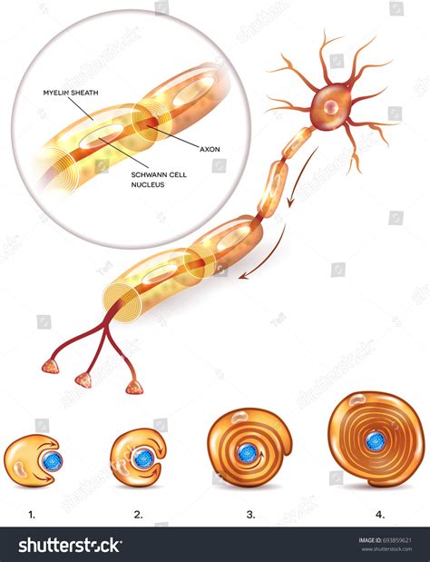 Myelin Sheath Over 373 Royalty Free Licensable Stock Vectors And Vector