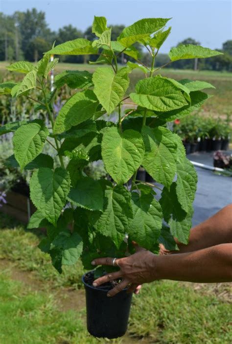 Annabelle Hydrangea Propagation, How to Root Cuttings