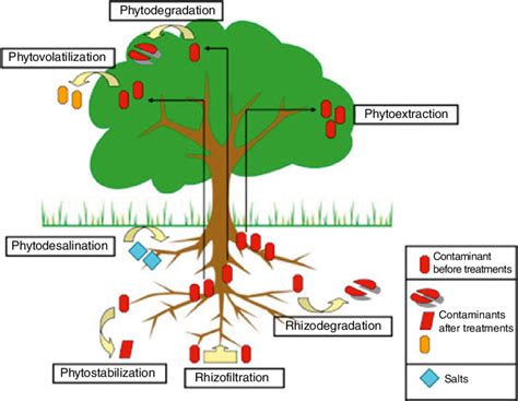 1 Schematic Representation Of Different Strategies Of Phytoremediation Download Scientific