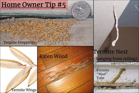 Watch Out For These Common Signs Of Termites In Your Home Call 520