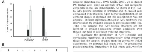 Alfy Binds PtdIns 3 P In Vitro And Colocalizes Partially With