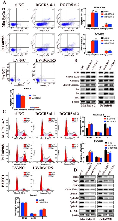 Knockdown Of Dgcr Induces Cell Apoptosis And G G Phase Arrest In Pc