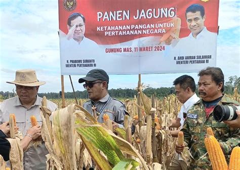 Kemhan Dan Kementan Panen Raya Jagung Di Lahan Food Estate Beritabaru