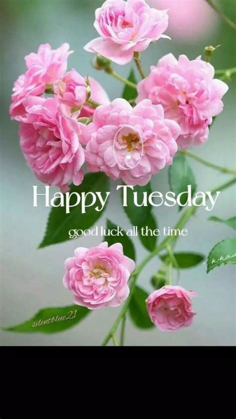 Top 999 Happy Tuesday Images Amazing Collection Happy Tuesday Images Full 4k