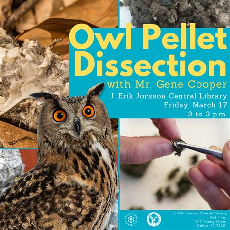 Owl Pellet Dissection Dallas Public Library