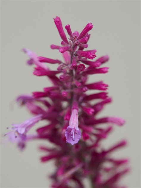 Agastache Heather Queen