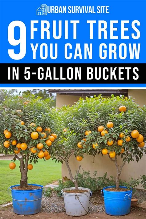 fruit trees   grow   gallon buckets indoor fruit trees