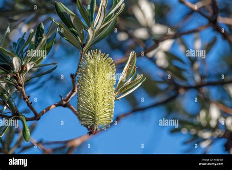 Banksia Integrifolia Known As Coast Banksia Is A Native Australian Tree