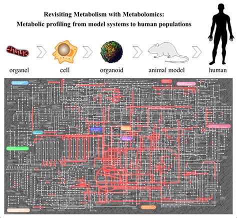 Metabolomics meets lipidomics: Assessing the small molecule component ...