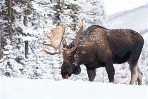 New Hampshire Wildlife Animals In New Hampshire Here In New Hampshire