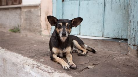 Adopting Stray Animals Essay – Telegraph