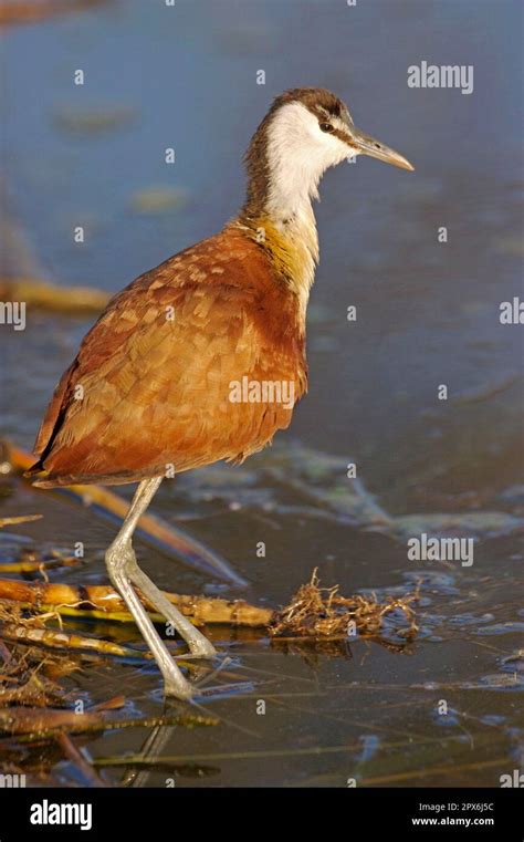 African Jacana Actophilornis Africanus Adult Standing In Shallow