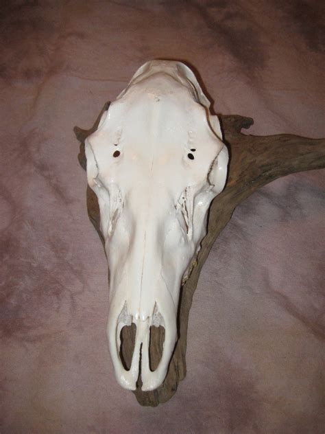 Showpiece Taxidermy: Deer & Elk European Skull Mounts