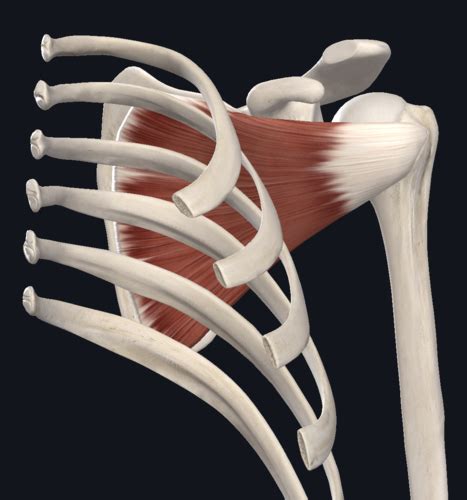 Scapular And Pectoral Region Flashcards Quizlet