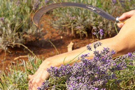 Linea Alla Lavanda Natura Naturans