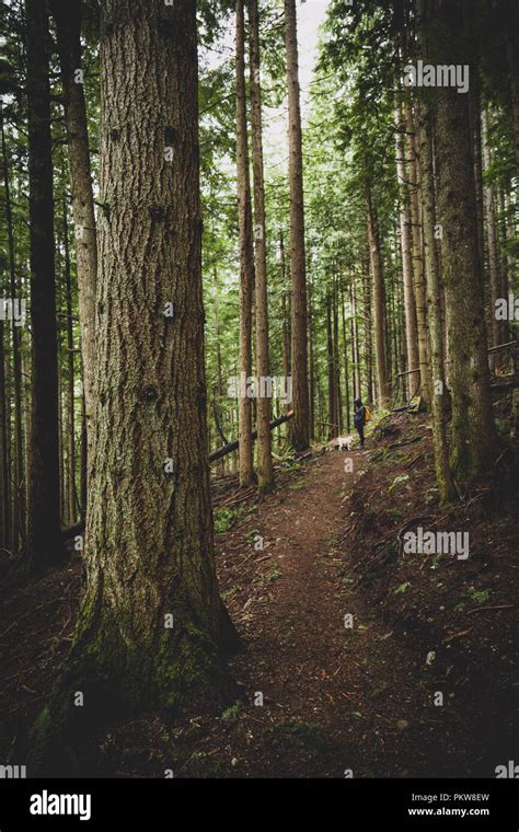 Hiking path in the Cascade Mountains in Washington State, USA Stock ...