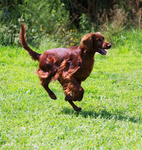 Irish Setter Dog Breed Information And Characteristics