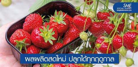 การปลูกสตรอเบอรี่ในโรงเรือน วิธีที่สำคัญสำหรับการผลิตผลไม้เฉพาะองค์กร