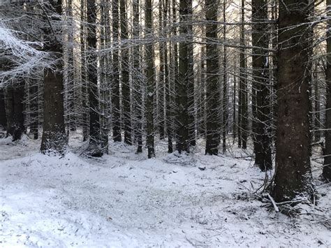 Sitka Spruce Cloich Forest Richard Webb Cc By Sa Geograph