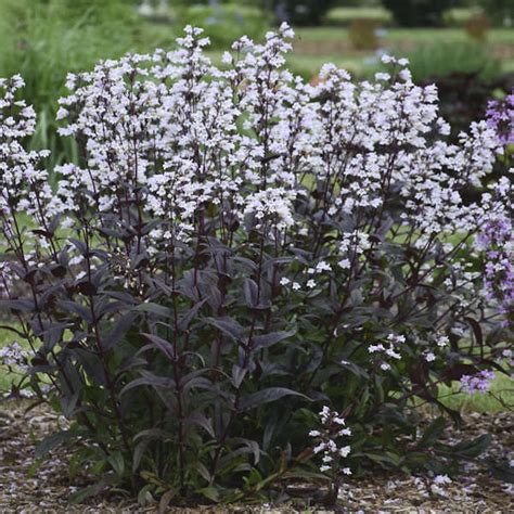 Penstemon Digitalis Onyx And Pearls Native Sons Wholesale Nursery