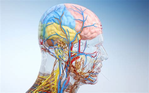 Introducir 98 Imagen Modelo 3d Cerebro Humano Abzlocal Mx