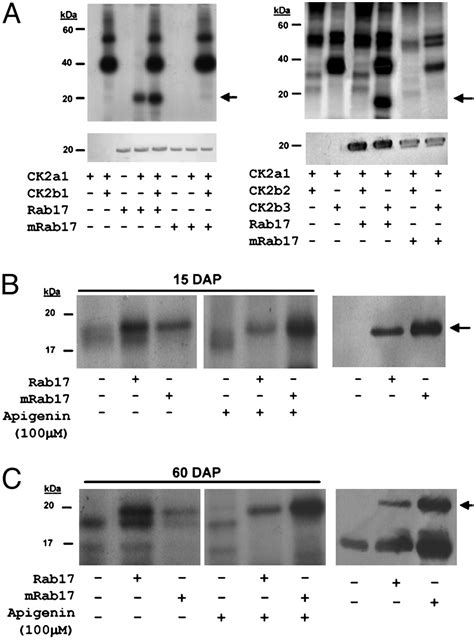 Protein Kinase CK2 Modulates Developmental Functions Of The Abscisic