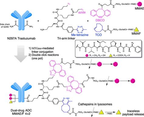 Antibody Drug Conjugates With Dual Payloads Against Heterogeneous