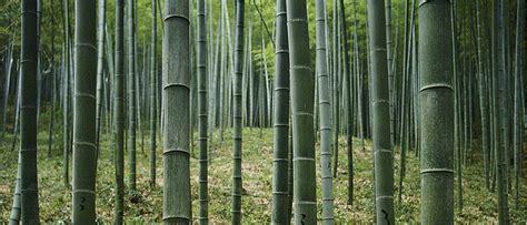 Why We Should Burn Wood For Heat - resilience