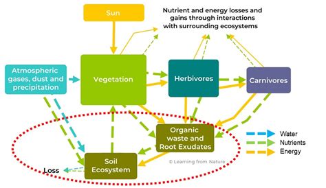 What is Healthy Soil and Why Does It Matter?