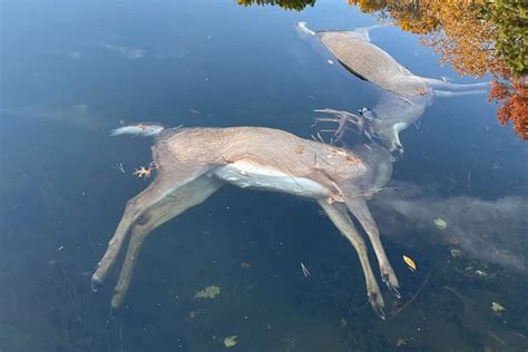 Bucks Found Floating Dead In Minnesota Lake With Locked Antlers