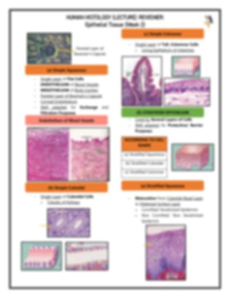 Solution Histology Epithelial Tissue Lecture Notes Studypool