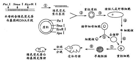 下面是绿色荧光蛋白转基因克隆猪的培育过程示意图请据图同答1分析可知科学家获取绿色荧光蛋白基因所运用的限制酶是图中所示的 最终获得的