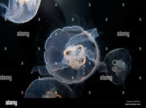 Moon Jellyfish Aurelia Aurita Also Known As Moon Jelly Saucer Jelly