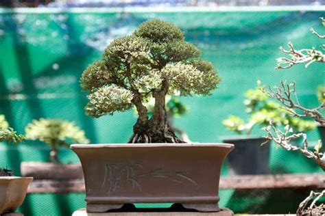 Bonsai Significato Frasi Mondo Bonsai